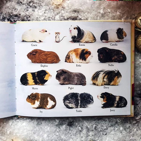 Бумажная книга «A Guinea Pig Night Before Christmas», авторов Клемент Кларк Мур, Тесс Ньюолл - фото №1