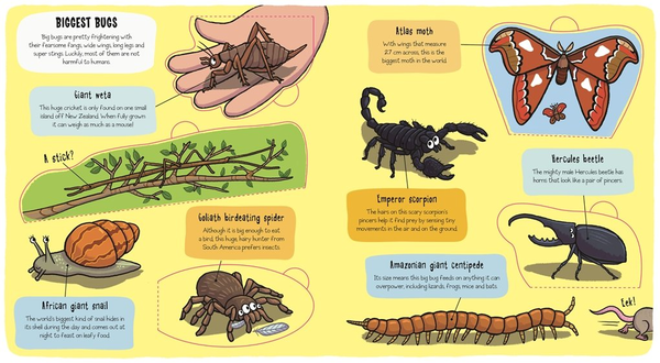 Паперова книга «Little Explorers: Bugs» - фото №1