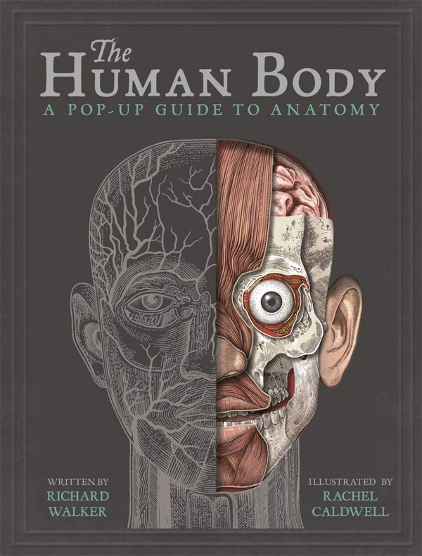Паперова книга «The Human Body», автор Річард Уокер - фото №1