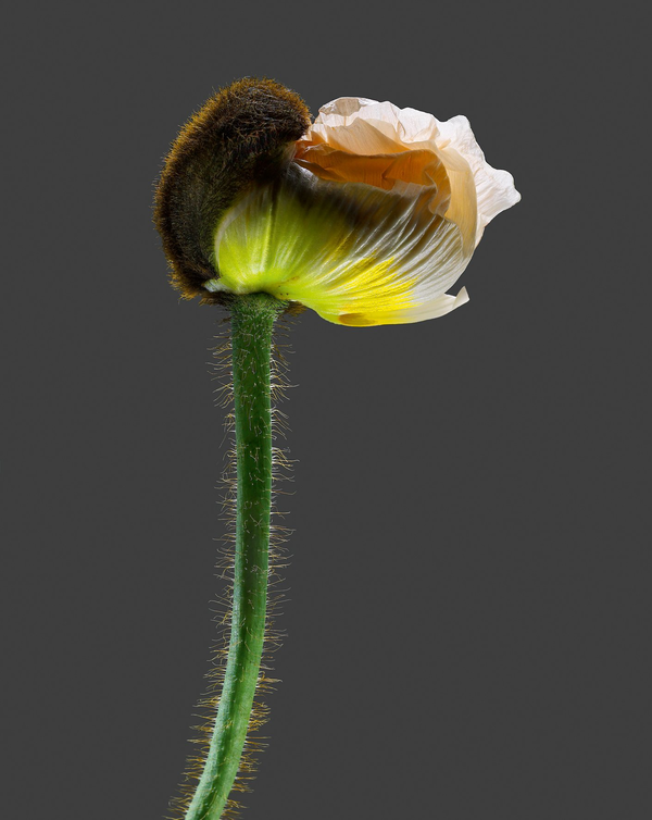 Паперова книга «Tribute to Flowers. Plants Under Pressure», автор Річард Фішер - фото №1