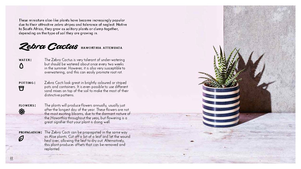 Бумажная книга «The Little Book of Cacti and Other Succulents», автор Эмма Сибли - фото №1