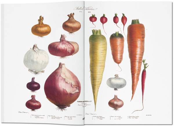 Бумажная книга «Vilmorin, Vegetable Garden» - фото №1