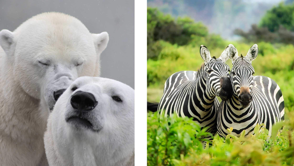 Бумажная книга «This Book Is Literally Just Pictures of Cute Animals That Will Make You Feel Better» - фото №1