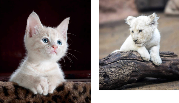 Бумажная книга «This Book Is Literally Just Pictures of Cute Animals That Will Make You Feel Better» - фото №1