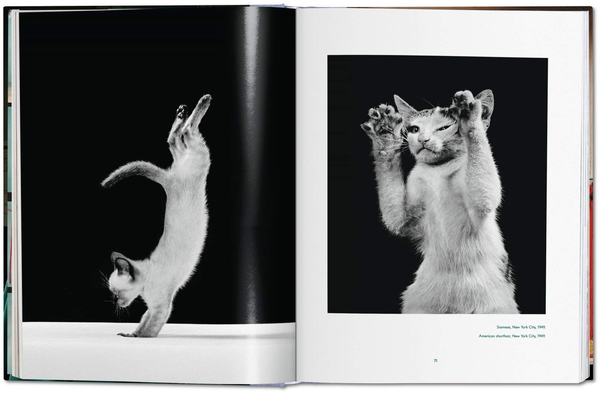 Паперова книга «Walter Chandoha. Cats. Photographs 1942–2018», авторів Волтер Чандоха, Сюзан Майклз - фото №1
