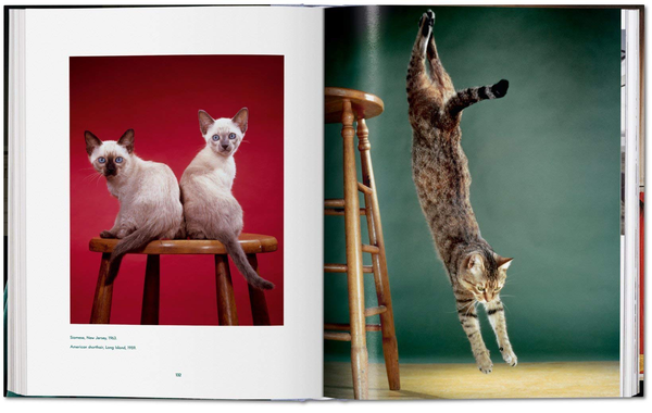 Паперова книга «Walter Chandoha. Cats. Photographs 1942–2018», авторів Волтер Чандоха, Сюзан Майклз - фото №1
