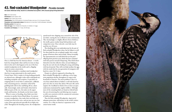 Бумажная книга «100 Birds to See in Your Lifetime: The Ultimate Wish-list for Birders Everywhere», автор Дэвид Чандлер - фото №1