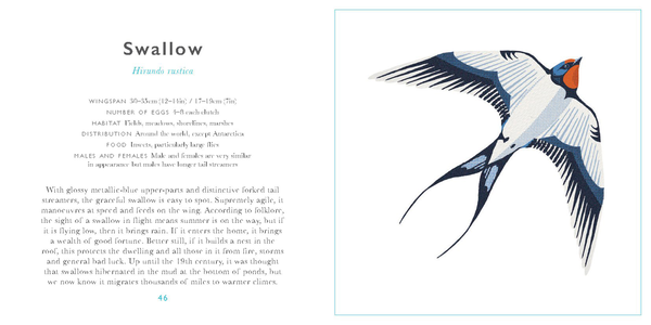 Бумажная книга «Little Guide to Birds», автор Элисон Дэвис - фото №1