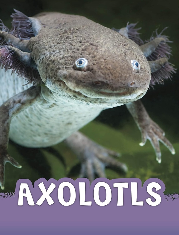 [object Object] «Axolotls», автор Жаклін Джейкокс - фото №1