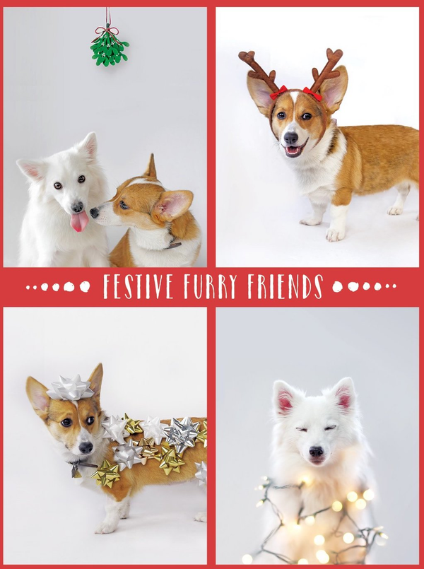 Бумажная книга «Festive Furry Friends Deluxe Notecard Collection» - фото №1