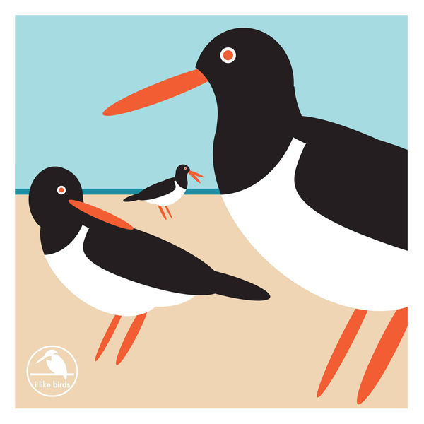 Паперова книга «I Like Birds: Oyster Catcher Boxed Notecards» - фото №1