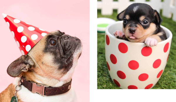 Бумажная книга «This Book Is Literally Just Pictures of Cute Animals That Will Make You Feel Better» - фото №1