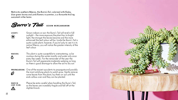 Бумажная книга «The Little Book of Cacti and Other Succulents», автор Эмма Сибли - фото №1