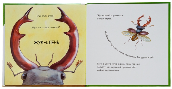 Паперова книга «Знайомі комахи», автор Наталія Чуб - фото №1