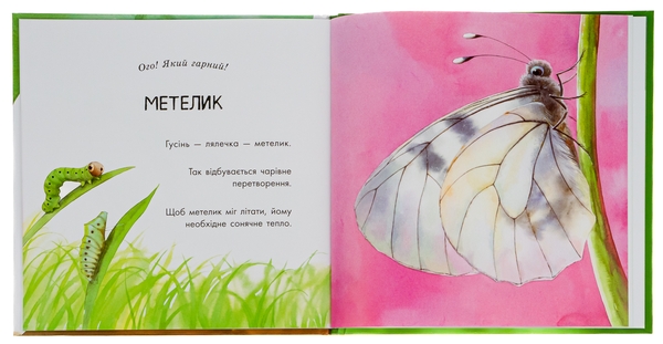 Паперова книга «Знайомі комахи», автор Наталія Чуб - фото №1