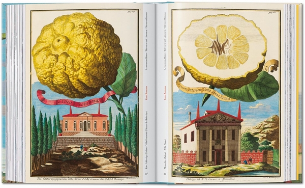 Бумажная книга «J. C. Volkamer. The Book of Citrus Fruits», автор Айрис Лаутербах - фото №1