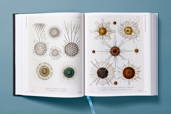 Paper book «The Art and Science of Ernst Haeckel», author Julia Voss - фото №1