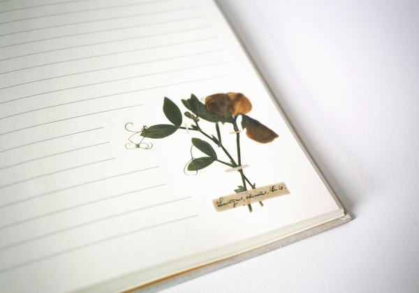 Паперова книга «Emily Dickinson Notebook» - фото №1