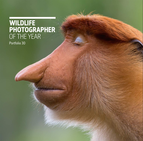 Бумажная книга «Wildlife Photographer of the Year. Portfolio 30», автор Розамунд Кидман Кокс - фото №1
