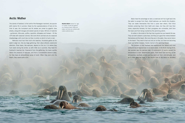Бумажная книга «Blue Planet II», авторов Джеймс Ханиборн, Марк Браунлоу - фото №1