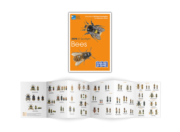 Бумажная книга «RSPB ID Spotlight - Bees», автор Марианна Тейлор - фото №1
