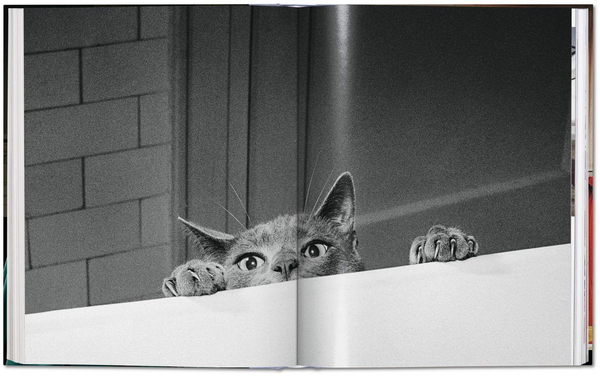 Паперова книга «Walter Chandoha. Cats. Photographs 1942–2018», авторів Волтер Чандоха, Сюзан Майклз - фото №1