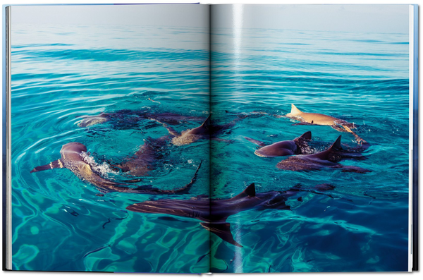 Паперова книга «Michael Muller. Sharks, Face-to-Face with the Ocean's Endangered Predator » - фото №1