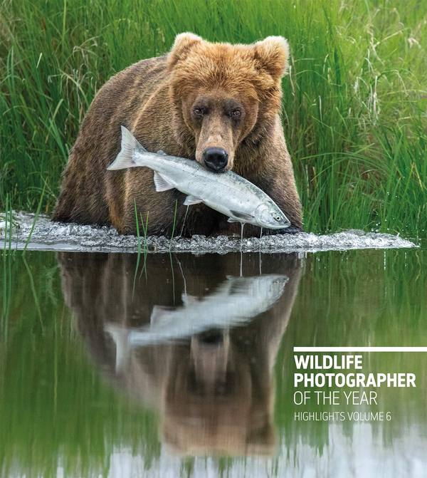 Бумажная книга «Wildlife Photographer of the Year. Highlights. Volume 6», автор Розамунд Кидман Кокс - фото №1