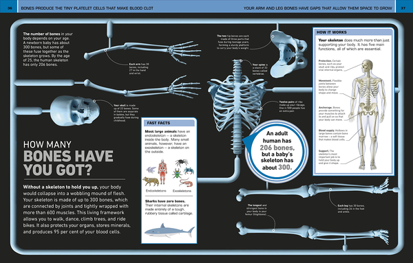 Бумажная книга «It Can't Be True! Human Body!» - фото №1