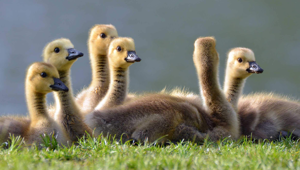 Бумажная книга «This Book Is Literally Just Pictures of Cute Animals That Will Make You Feel Better» - фото №1