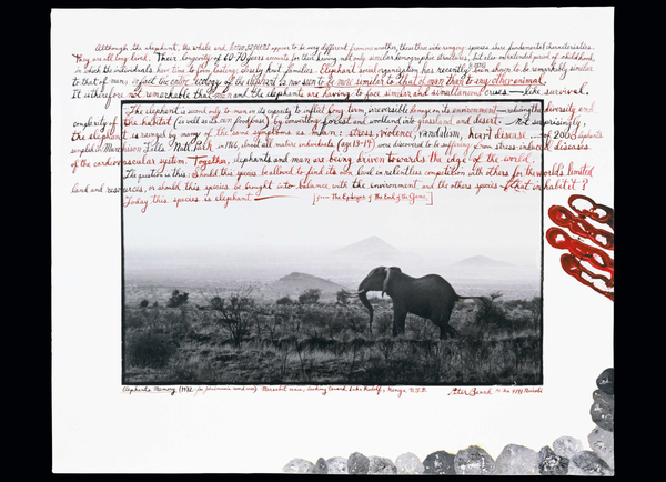 Бумажная книга «Peter Beard », автор Оуэн Эдвардс - фото №1