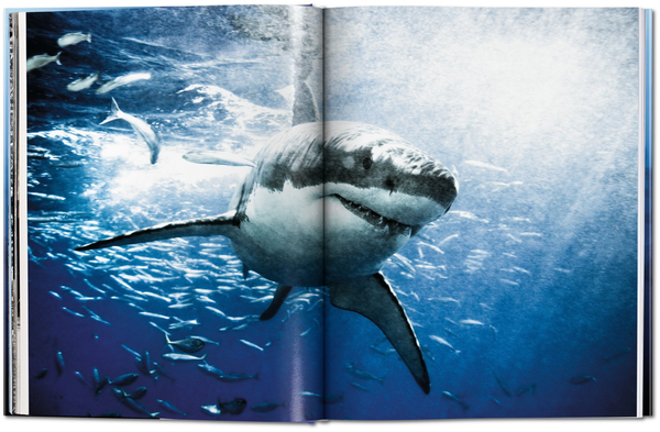Паперова книга «Michael Muller. Sharks, Face-to-Face with the Ocean's Endangered Predator » - фото №1