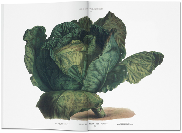 Бумажная книга «Vilmorin, Vegetable Garden» - фото №1