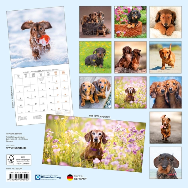 Паперова книга «Dachshund/Sausage Dog/Teckel 2026» - фото №1