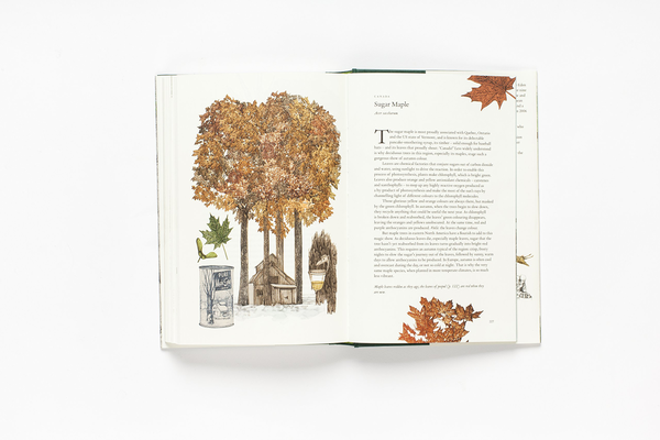 Бумажная книга «Around the World in 80 Trees», автор Джонатан Дрори - фото №1