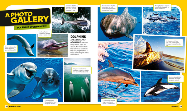 Паперова книга «Everything: Dolphins», автор National Geographic Kids - фото №1