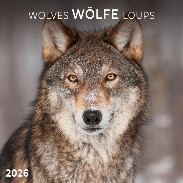 Бумажная книга «Wölfe/Wolves/Loups 2026» - фото №1