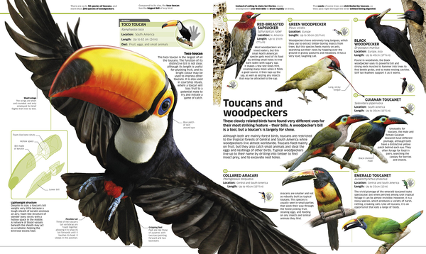 Паперова книга «Knowledge Encyclopedia Animal!» - фото №1