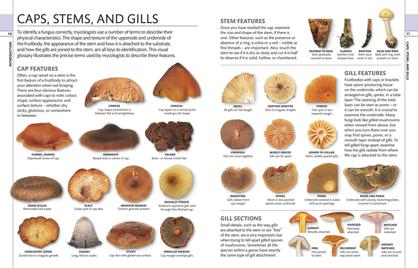 Бумажная книга «Mushrooms & Toadstools. The Illustrated Guide to Fungi» - фото №1