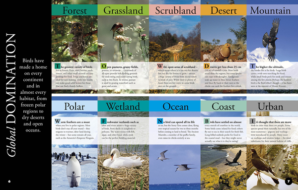 Бумажная книга «Everything You Need to Know About Birds» - фото №1