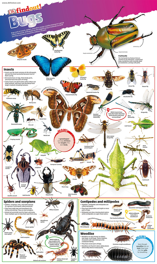 Бумажная книга «DKfindout! Bugs Poster» - фото №1