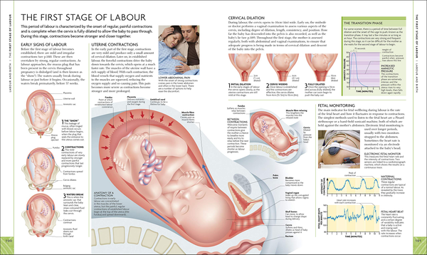 Бумажная книга «The Science of Pregnancy. The Complete Illustrated Guide from Conception to Birth» - фото №1