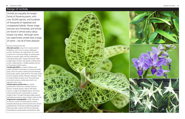 Паперова книга «Orchids» - фото №1
