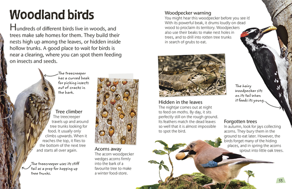 Бумажная книга «Birds. Explore Nature with Fun Facts and Activities» - фото №1
