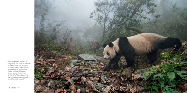 Бумажная книга «Panda Love », автор Ами Витале - фото №1