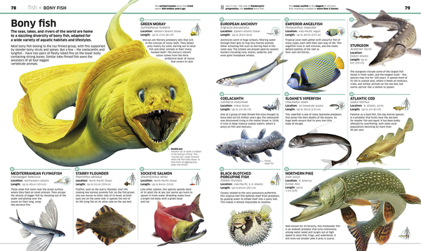 Паперова книга «Knowledge Encyclopedia Animal!» - фото №1