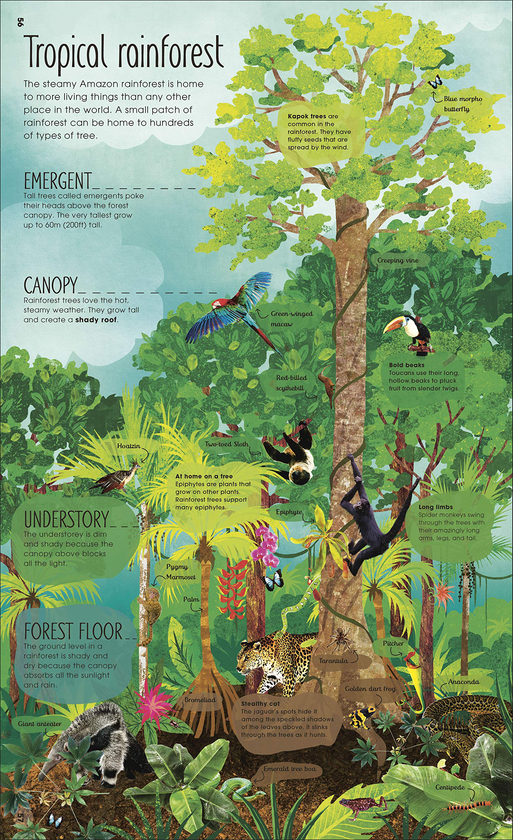 Бумажная книга «RHS The Magic and Mystery of Trees», автор Джен Грин - фото №1