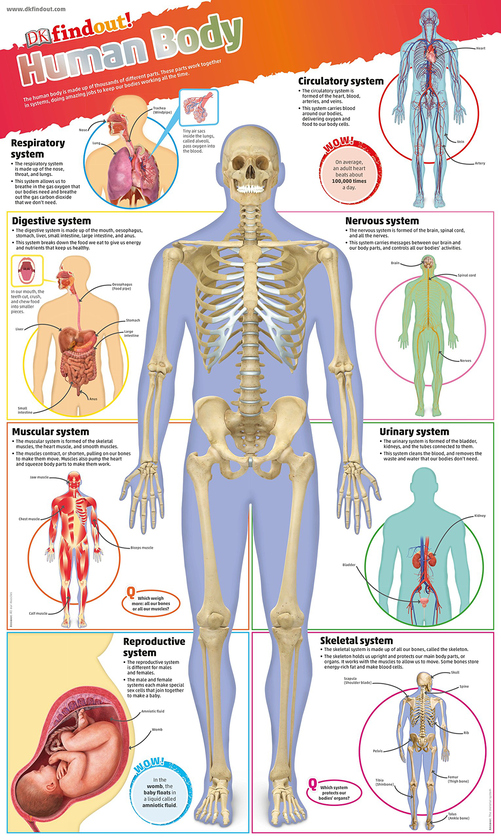 Паперова книга «DKfindout! Human Body Poster » - фото №1