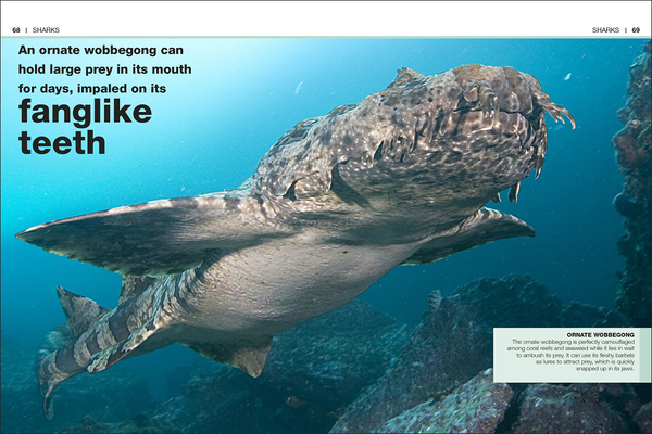 Паперова книга «Sharks. Facts at Your Fingertips» - фото №1