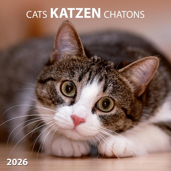 Паперова книга «Katzen/Cats/Chatons 2026» - фото №1